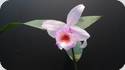 Sobralia decora